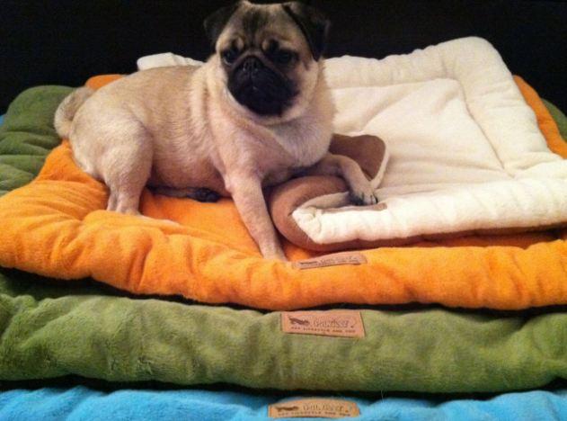 Wordless Wednesday: Momo Loves to Chill!