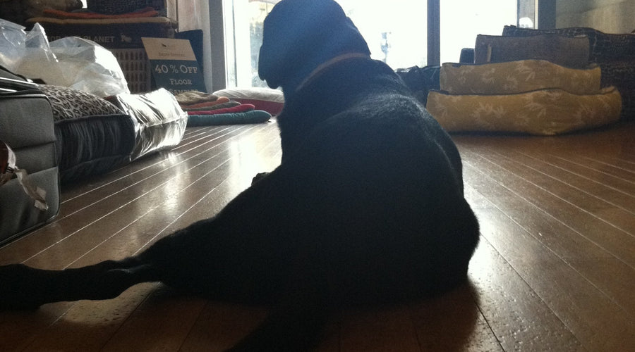 Just another day at the Play Pet Brands Office
