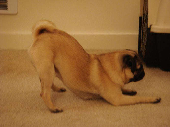 Wordless Wednesday: Momo Yoga Part 2
