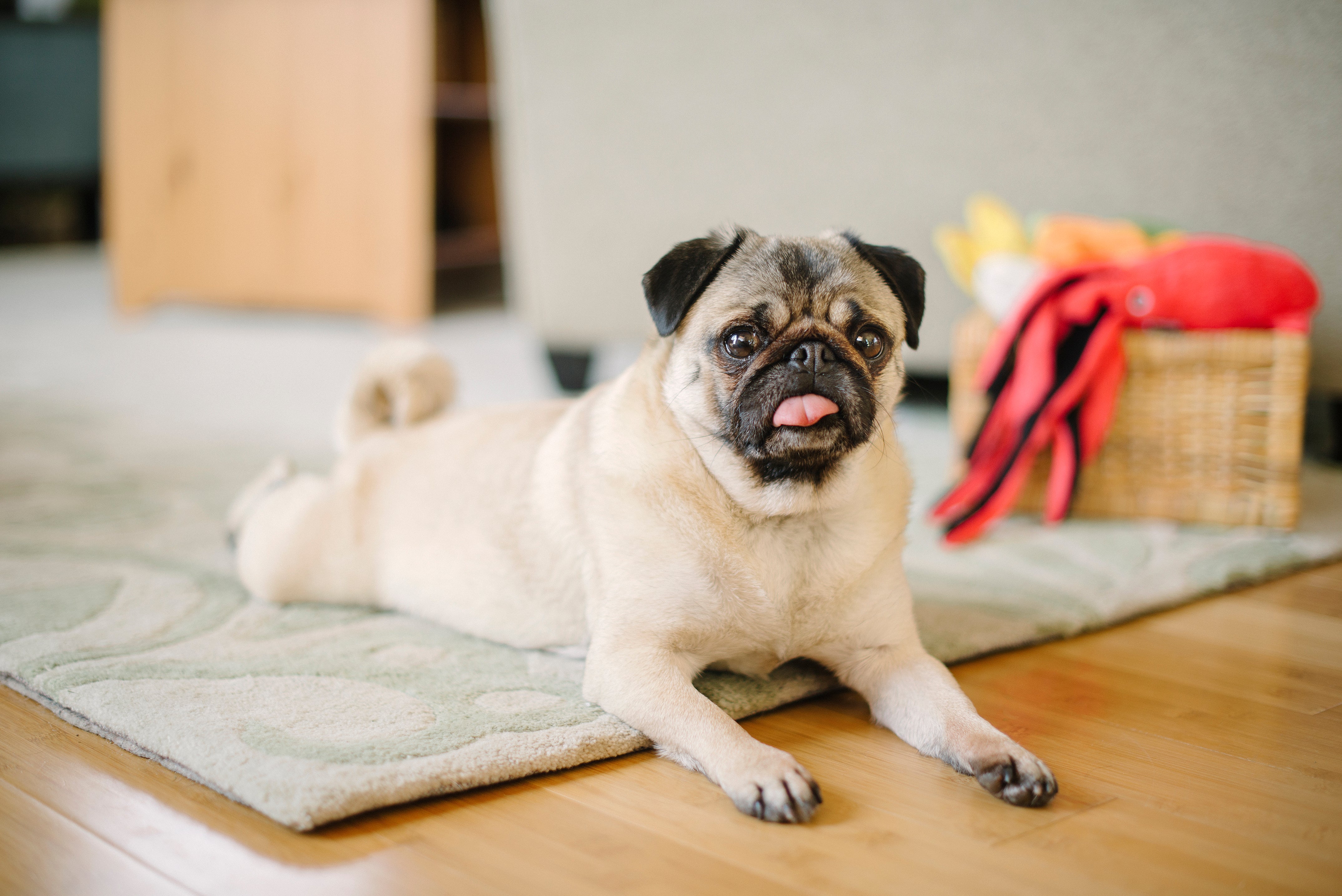 Celebrating Momo: The Heart Behind Play Pet Brands