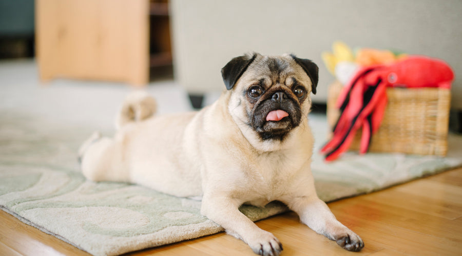 Celebrating Momo: The Heart Behind Play Pet Brands