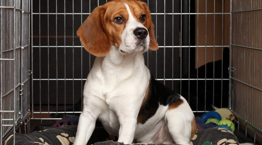 5 Tips to Consider When Crate Training a Puppy