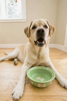 Diet Fads For Your Dog? What Fido Really Needs in His Bowl