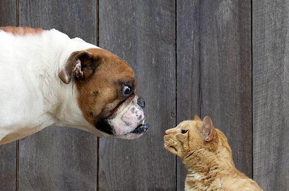 Are Dogs or Cats Smarter?