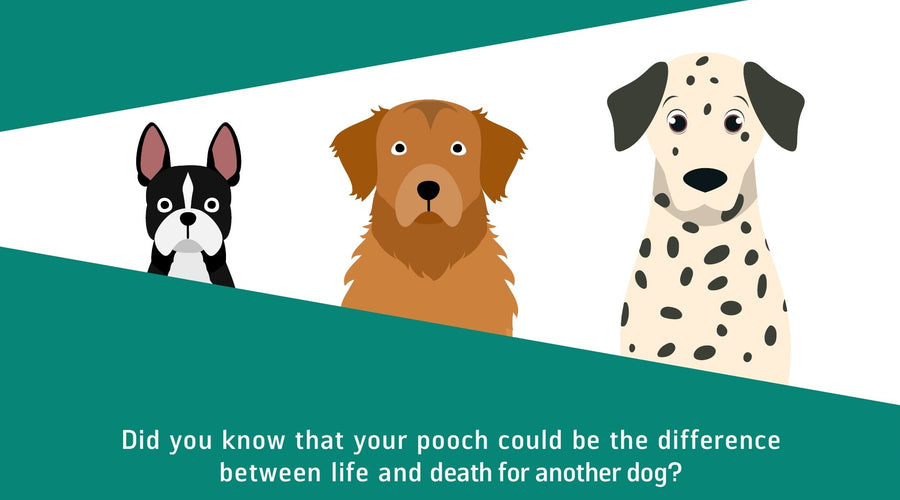 Does your dog have the right blood type to save a life?