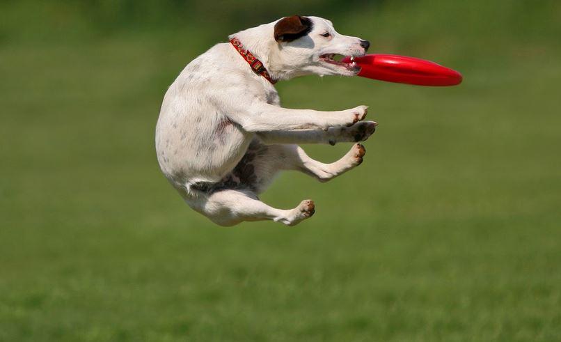 Dog Delights: How to Build and Strengthen Muscles through Play