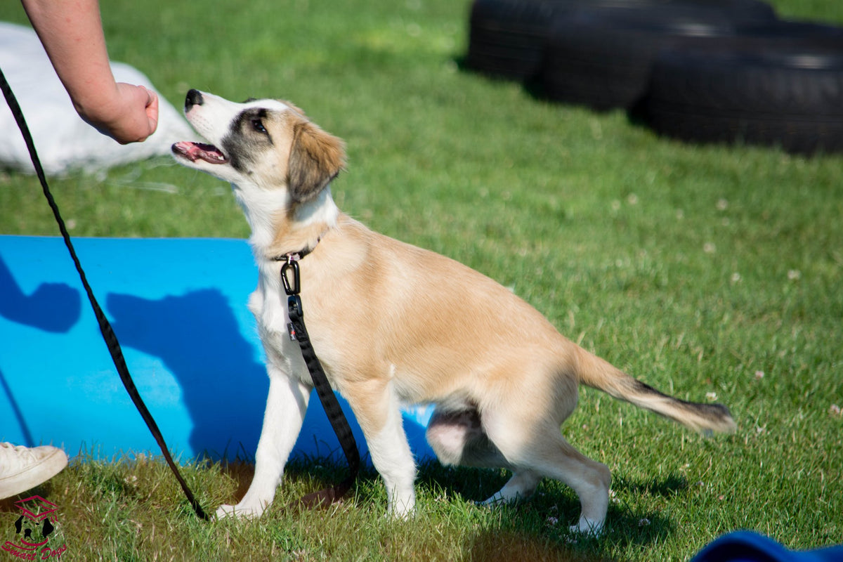 Effective Dog Training Tactics That Really Work – Play Pet Brands