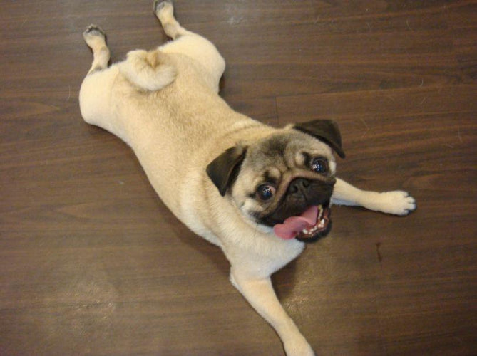 Wordless Wednesday: Momo Yoga