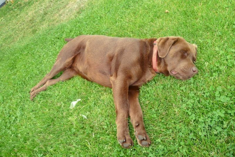 Doggy Tummy Troubles? This Can Help