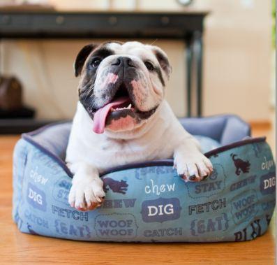 Wordless Wednesday: It's a Dog's Life