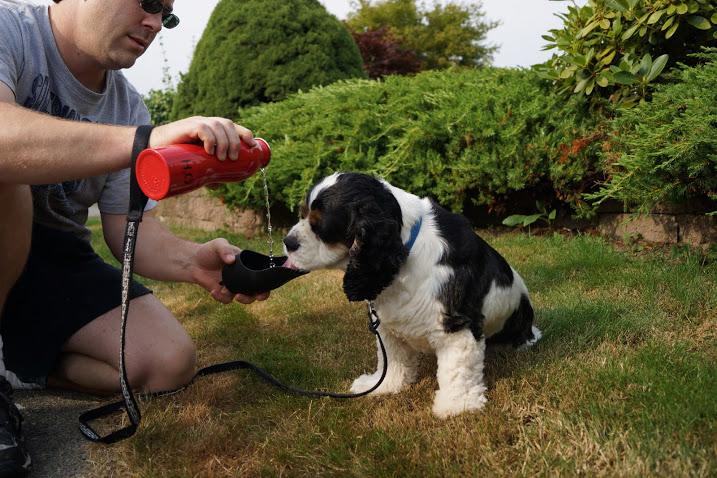 3 Easy Ways to Celebrate Earth Day With Your Pup
