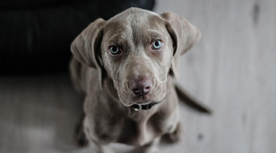 Endless Scratching? What to Do When Your Dog or Cat Has Fleas