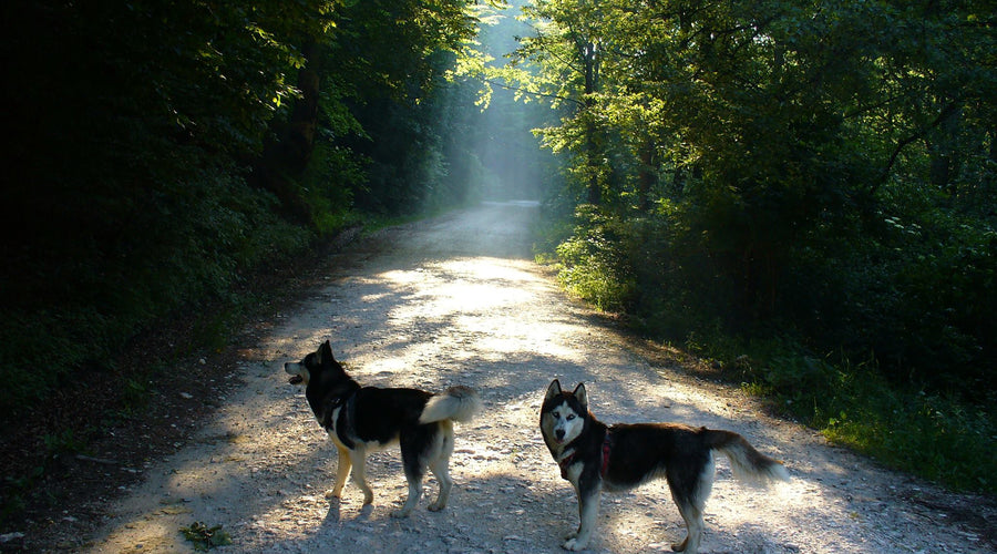 5 Outdoor Activities for You & Your Dog to Strengthen the Bond