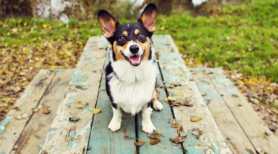Green Solutions for Pet Owners