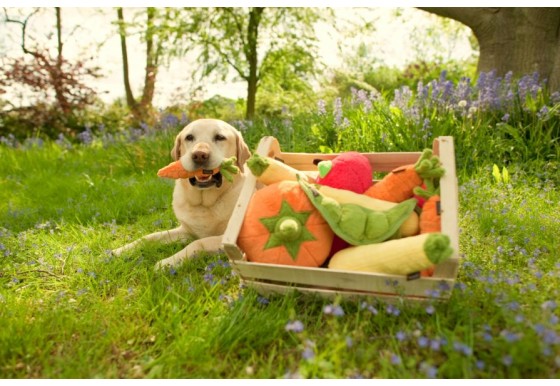How to Incorporate Fruits and Vegetables into Your Dog's Diet