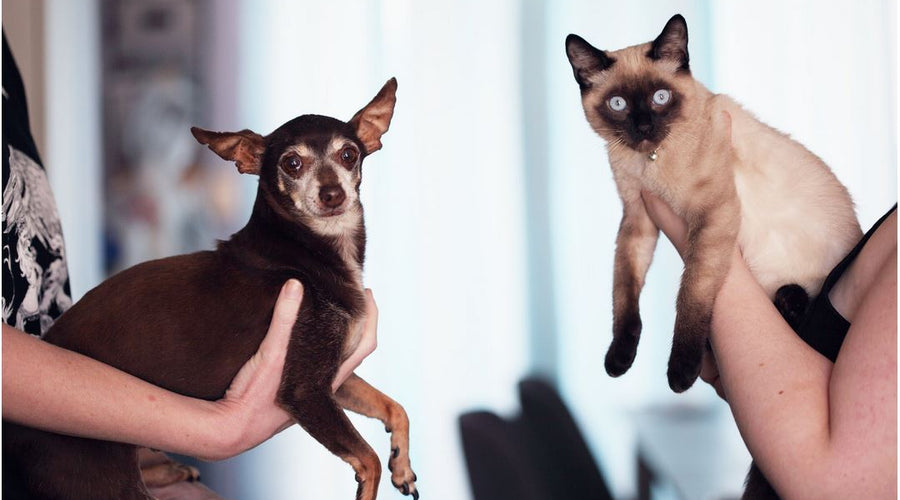 Got Pets at Home? 4 Ways to Balance Their Diets Effectively