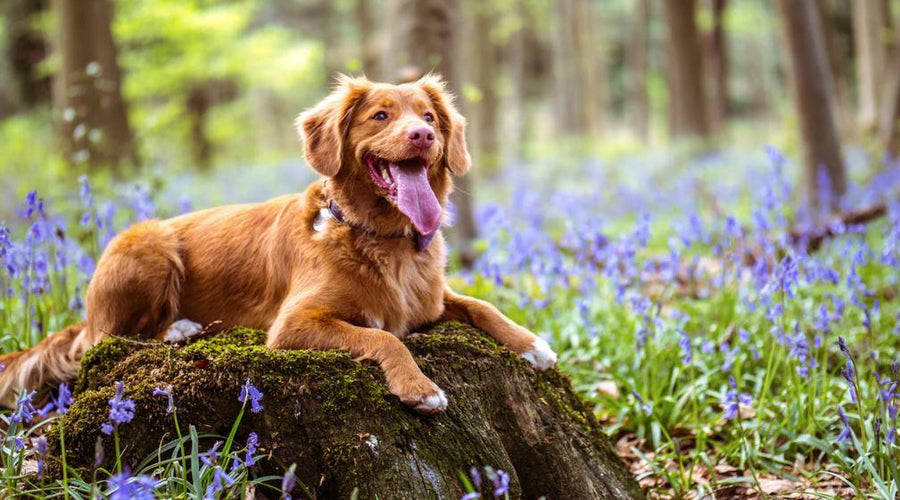 Grief and Goodbyes: Dealing with the Death of a Pet