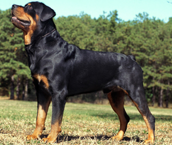 Guard Dog: Five of the Most Useful Breeds