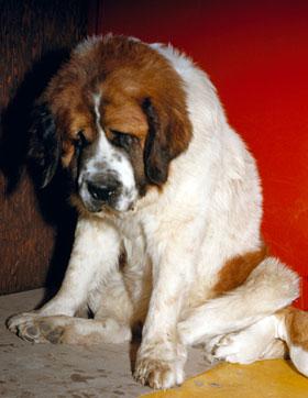 Do Dogs Really Feel Guilt?