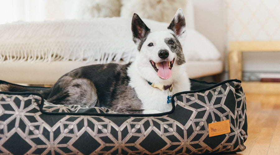 A Healthy Dog Is a Happy Dog: Is It True?
