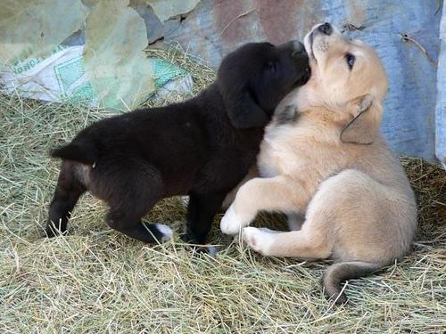 Healthy Dog Training: Five Ideas for Ideal Potty Training of Your Pup