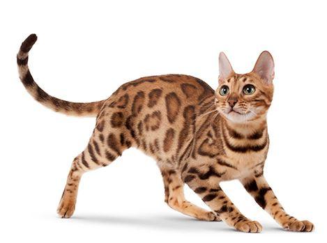 How to Clean Your Cat's Teeth at Home with a Simple Technique