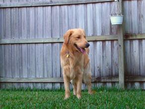 How to Create a Comfortable Outdoor Kennel For Your Dog