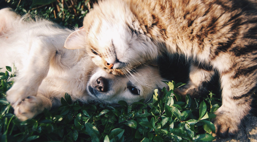 How to Determine What Your Pet Is Allergic To