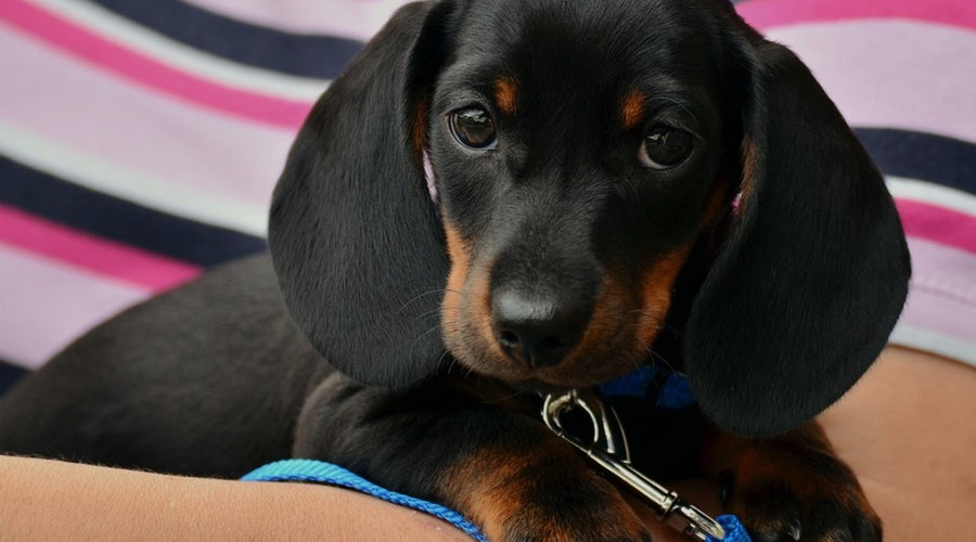 How to Find the Best Breed of Puppy for Your Family