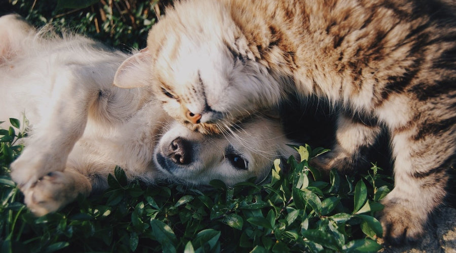 How to Help Your Pet Feel More Welcome in Your Home