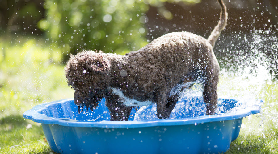 How to Keep Your Dog Cool in Summer
