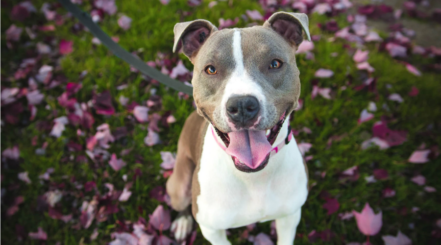 How to Keep Your Dog Safe in Your Yard at Home