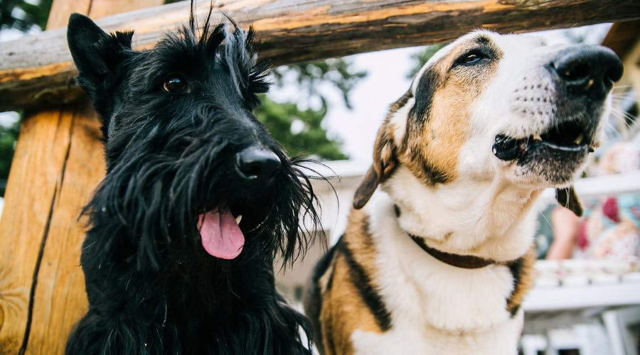 How to Keep Your Dogs & Cats Free of Ticks & Fleas