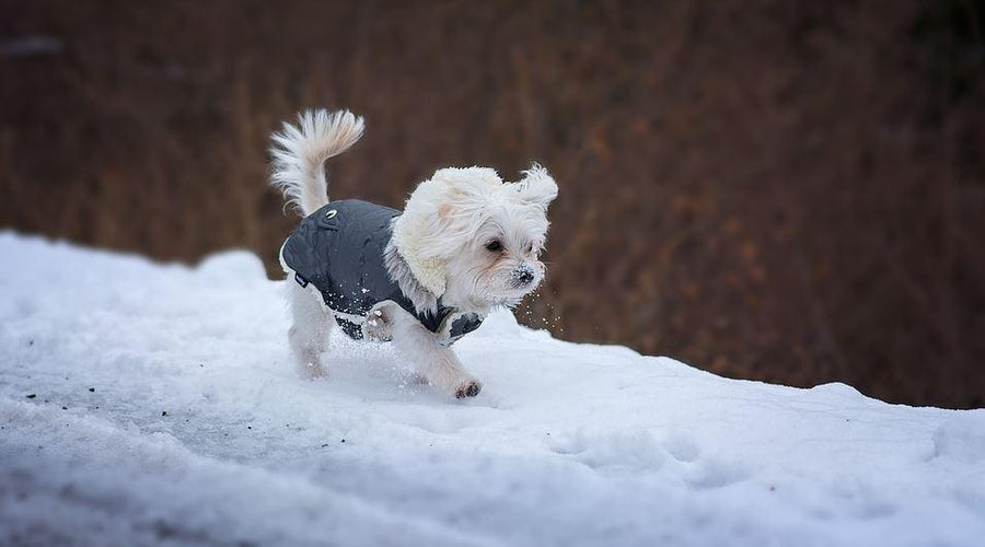 How to Keep Your Pet Healthy and Happy during the Winter