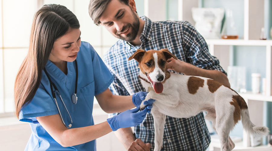 How to Know Your Pet Has an Allergy