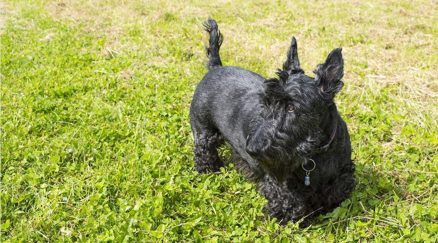 How to Learn More about Your Pet and its Health