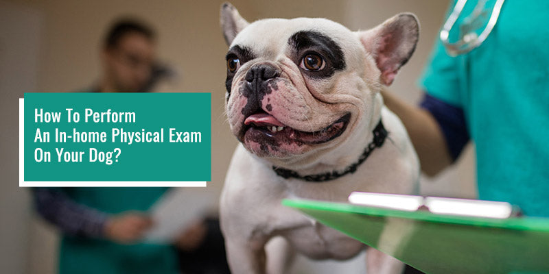 How to Perform an In-home Physical Exam on Your Dog?