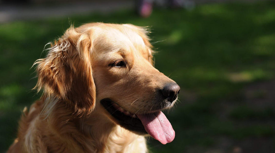 How to Prevent Your Dog from Being One of 85% with Periodontal Disease
