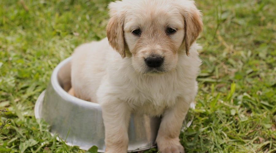 How To Protect Your Dog’s Health With the Proper Diet