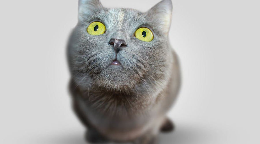 How to Teach Kids to Properly Groom and Bathe Their Cat