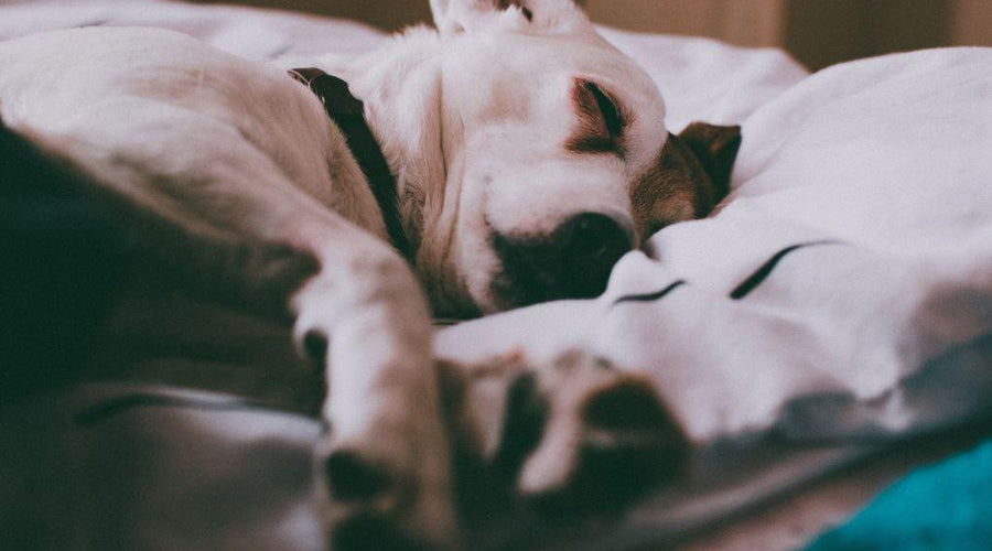How to Tell When Your Dog Has Fleas and What to Do About It
