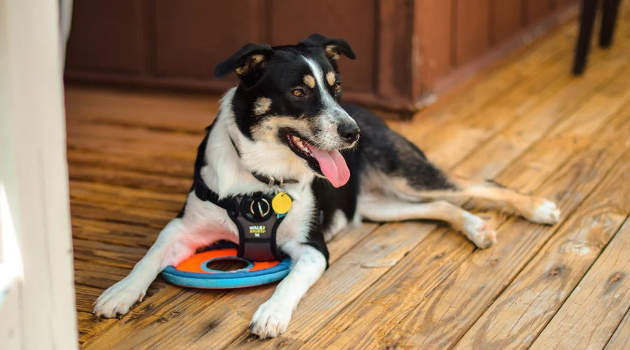 7 Most Common House Plants Poisonous to Your Dog
