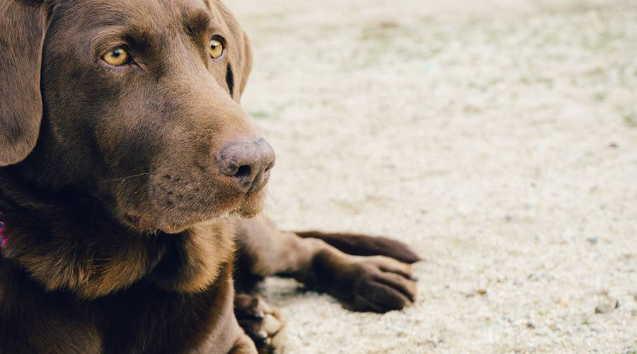 Hunting Hounds: How to Take Care of Your Hunting Dog
