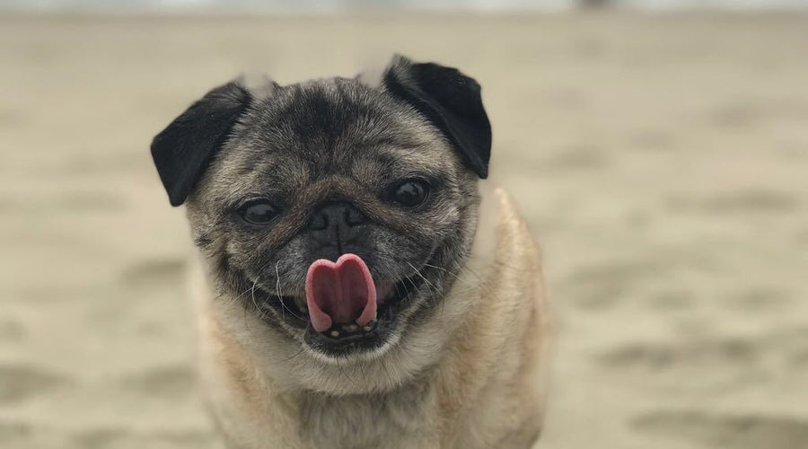 Momo Monday: Hello Summer