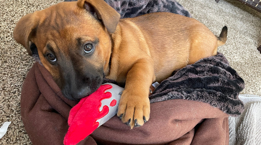 Puppy Essentials: Must-Have Products for New Puppy Parents