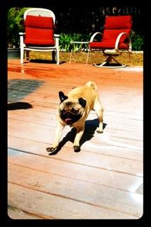 Wordless Wednesday: Another Day in the Life of Momo