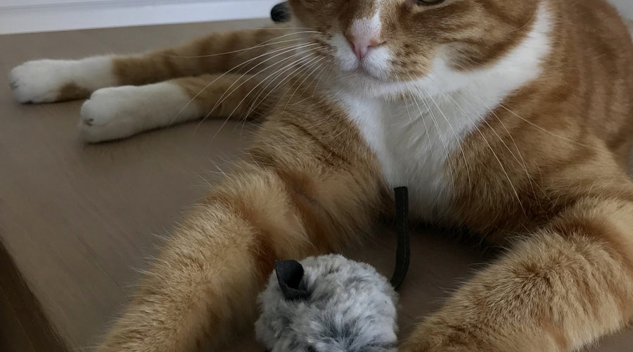 The Lo-Down: Ailo's Hard at Work