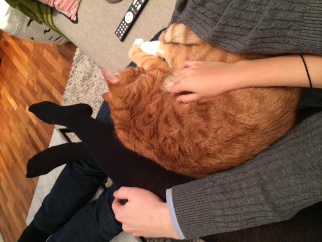 The Lo-Down: A Cat’s Unconditional Love