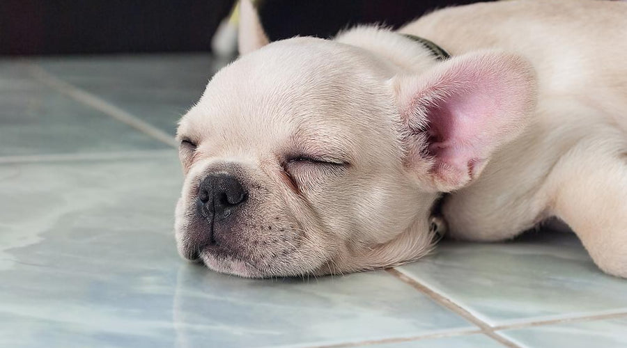 Got Pets? You Need a Vinyl Floor