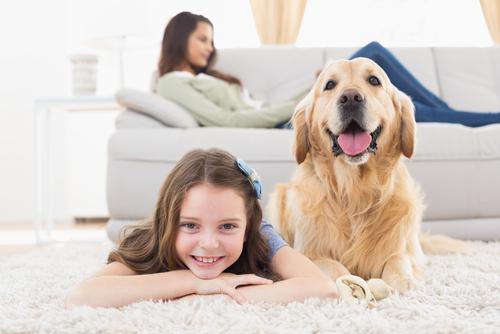 4 Steps for Keeping Your Rugs Clean With a Pet